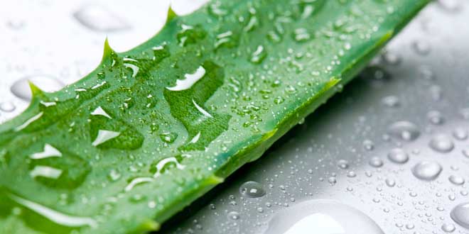 Aloe vera, la pianta della salute e bellezza