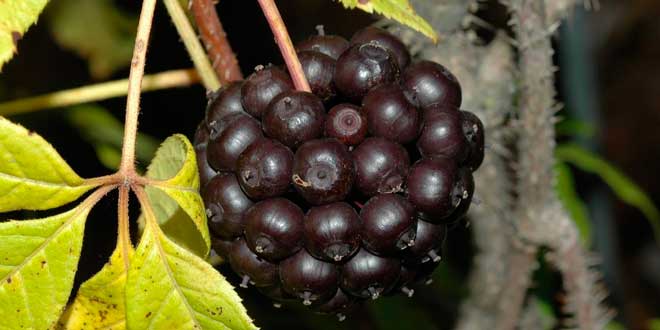 eleutherococcus senticosus eleutherococcus senticosus