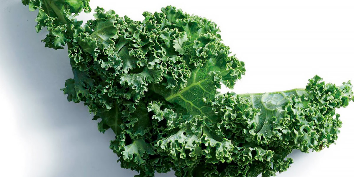 Foglia di Kale
