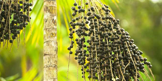 palma euterpe oleracea