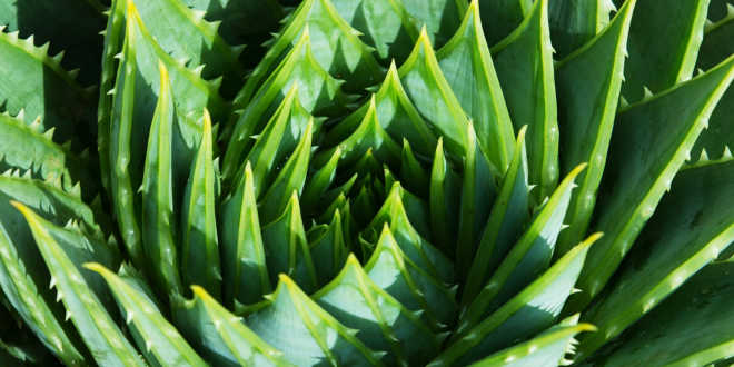 pianta aloe vera