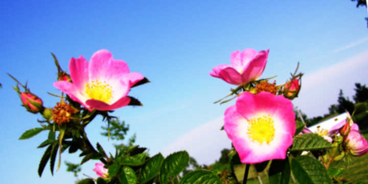 rosa mosqueta olio essenziale
