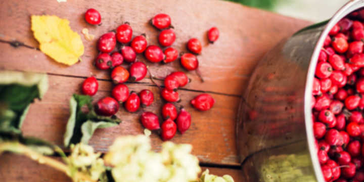 rosa mosqueta caratteristiche 