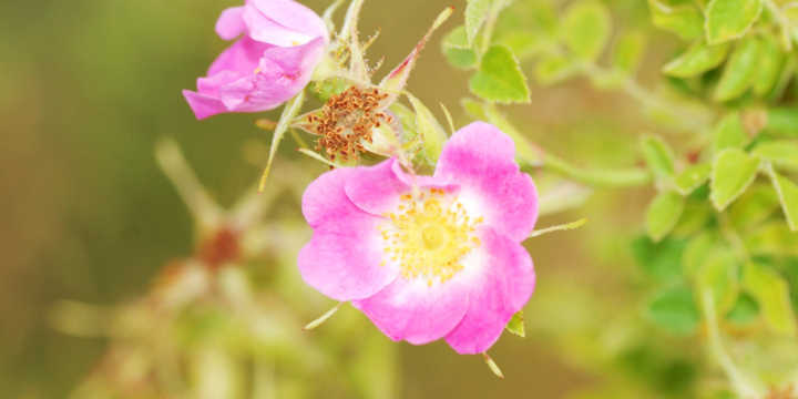 rosa mosqueta fiore