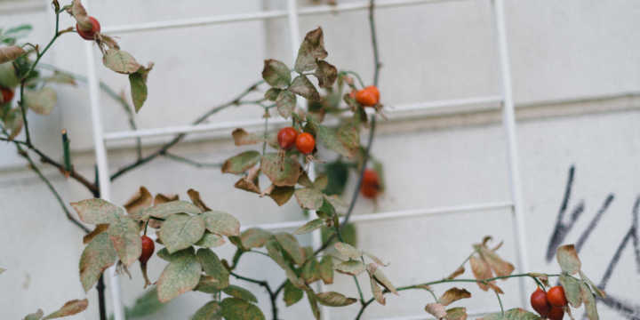 rosa mosqueta frutto 