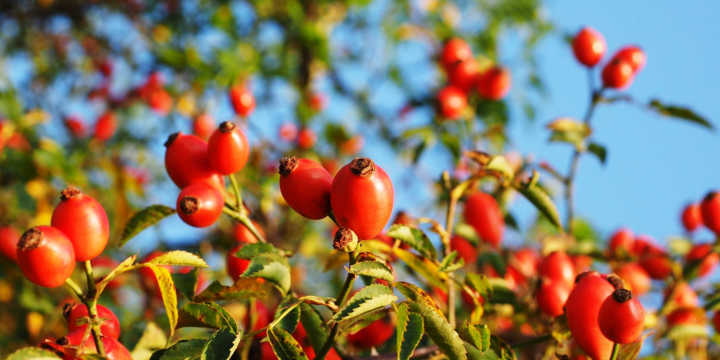 rosa mosqueta pianta