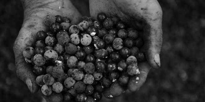 uso-tradizionale-acai