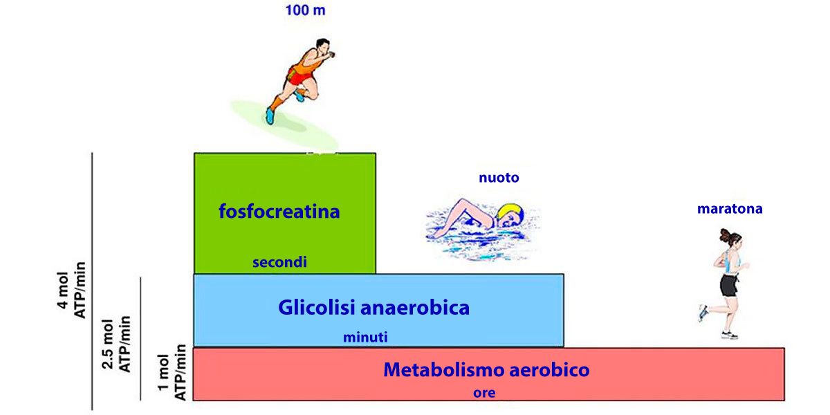 energia muscolare energia muscolare