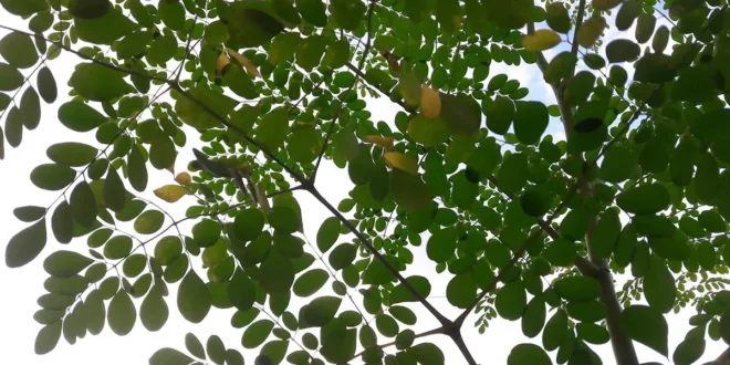 Moringa – Scopri tutte le Proprietà dell’Albero della Vita Moringa – Scopri tutte le Proprietà dell’Albero della Vita