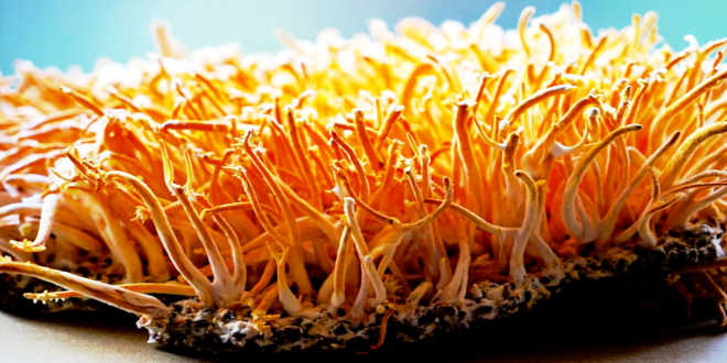 Benefici Coltivazione Cordyceps Cultivazione Cordyceps