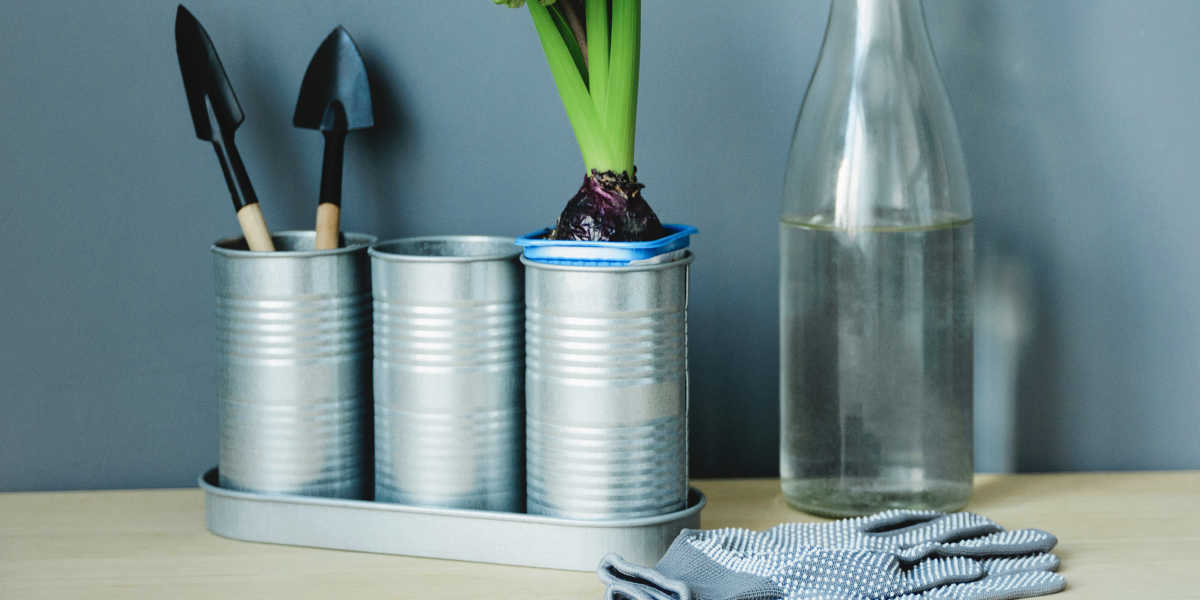 damiana coltivazione in casa damiana coltivazione in casa