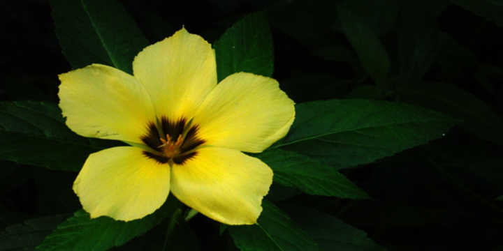 fiore giallo damiana fiore giallo damiana