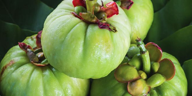 garcinia garcinia