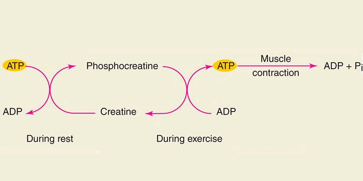 metabolismo atp metabolismo atp