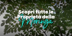 Moringa