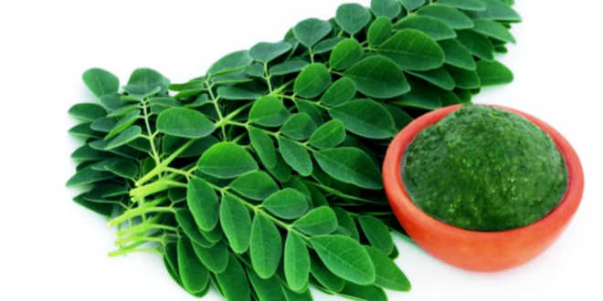 moringa naturale uso moringa naturale uso