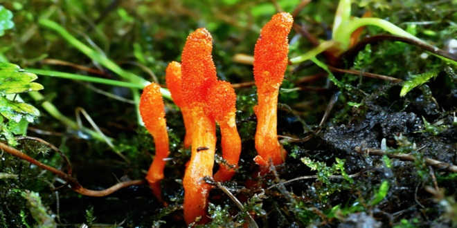 Storia della coltivazione del Cordyceps Origini del Cordyceps