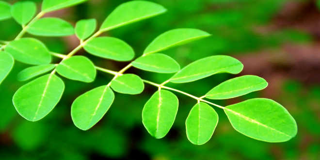 pianta moringa naturale pianta moringa naturale