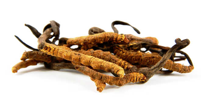 Proprietà terapeutiche Cordyceps Proprietà Cordyceps