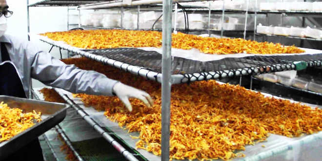 Benefici e usi Cordyceps Usi Cordyceps