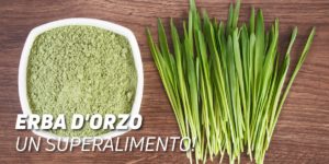 Erba d'orzo