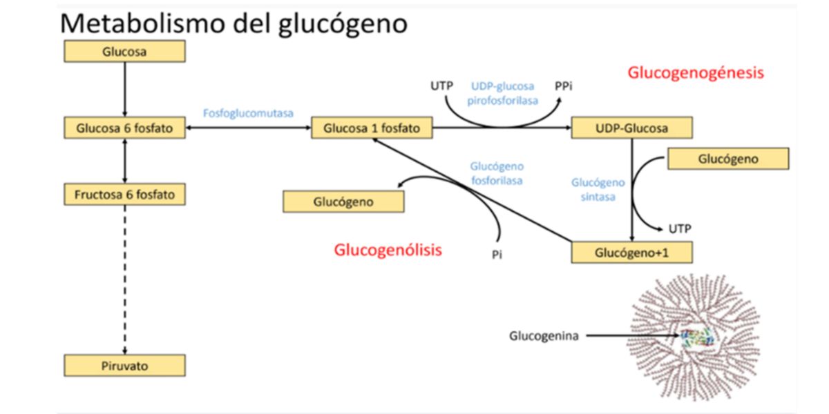 metabolismo glicogeno metabolismo glicogeno