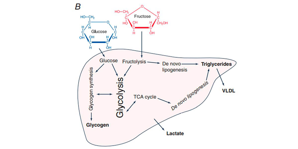 metabolismo glucosio metabolismo glucosio