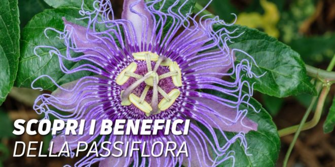 Passiflora: Scopri i Benefici Naturali della Pianta Ancestrale Passiflora: Scopri i Benefici Naturali della Pianta Ancestrale