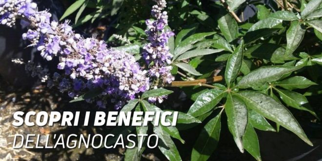 Vitex Agnus Castus: Proprietà Benefici per la Salute Femminile Vitex Agnus Castus: Proprietà Benefici per la Salute Femminile