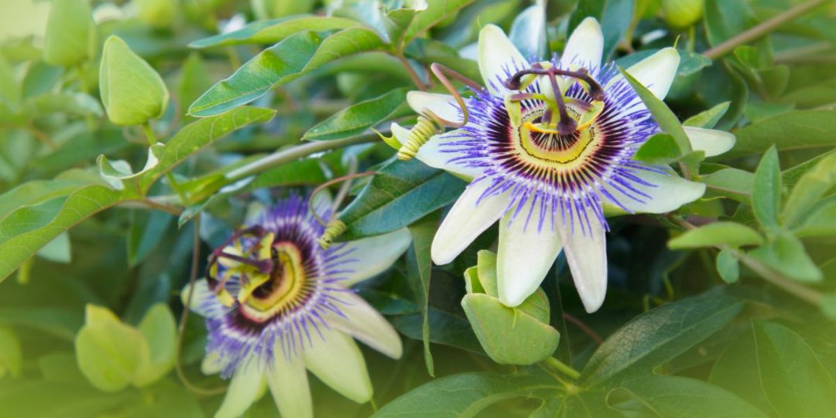 fiore passiflora fiore passiflora