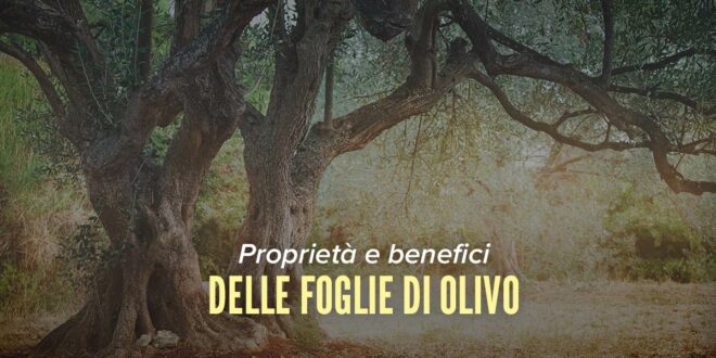 Benefici delle Foglie di Olivo