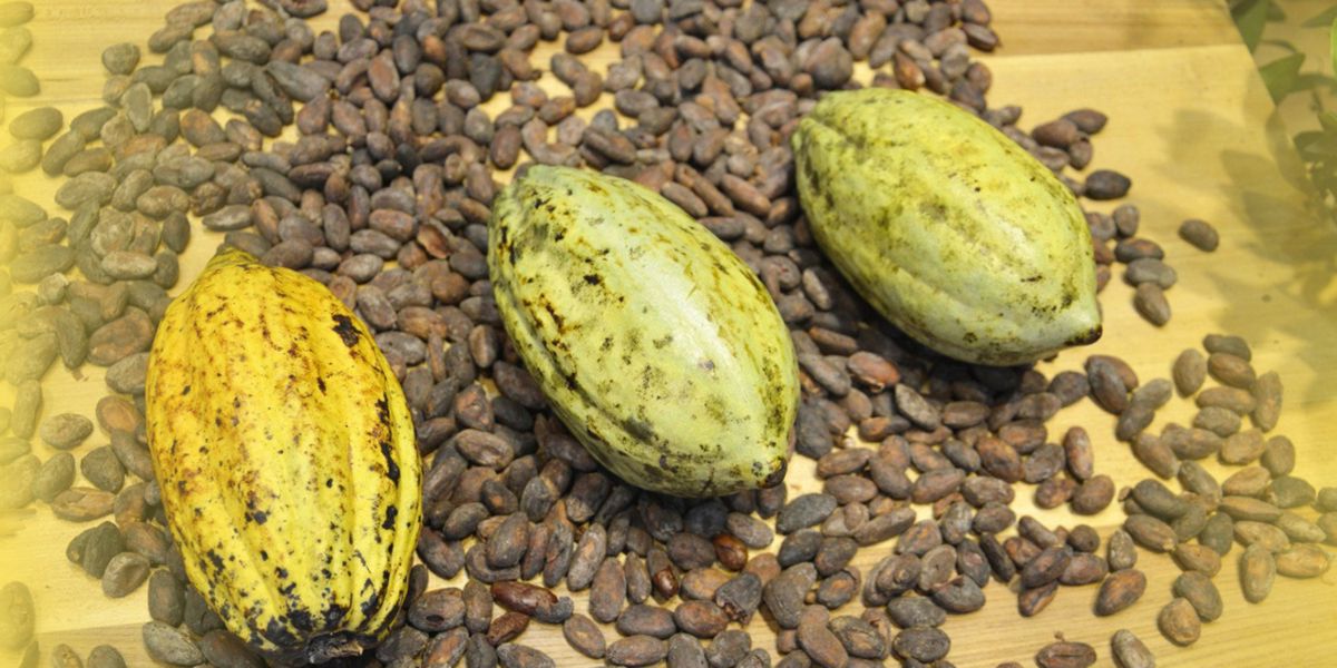 chicchi cacao chicchi cacao