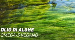 Olio di alghe