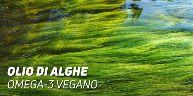 Olio di Alghe: Omega 3 Vegano Olio di Alghe: Omega 3 Vegano