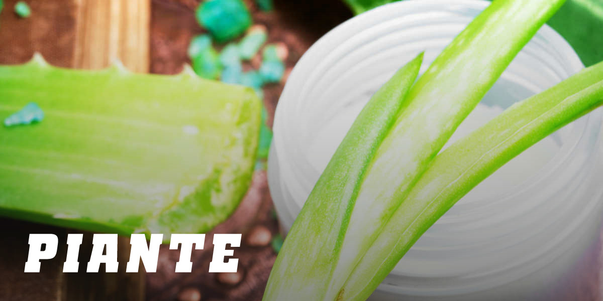 Piante
