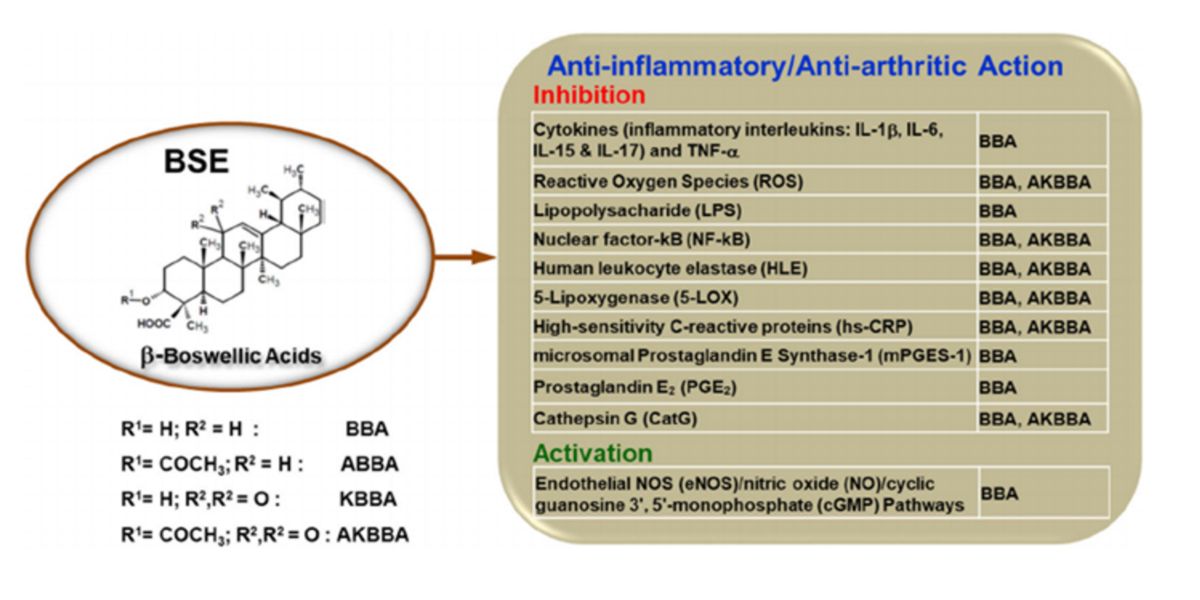 Azione Antinfiammatoria