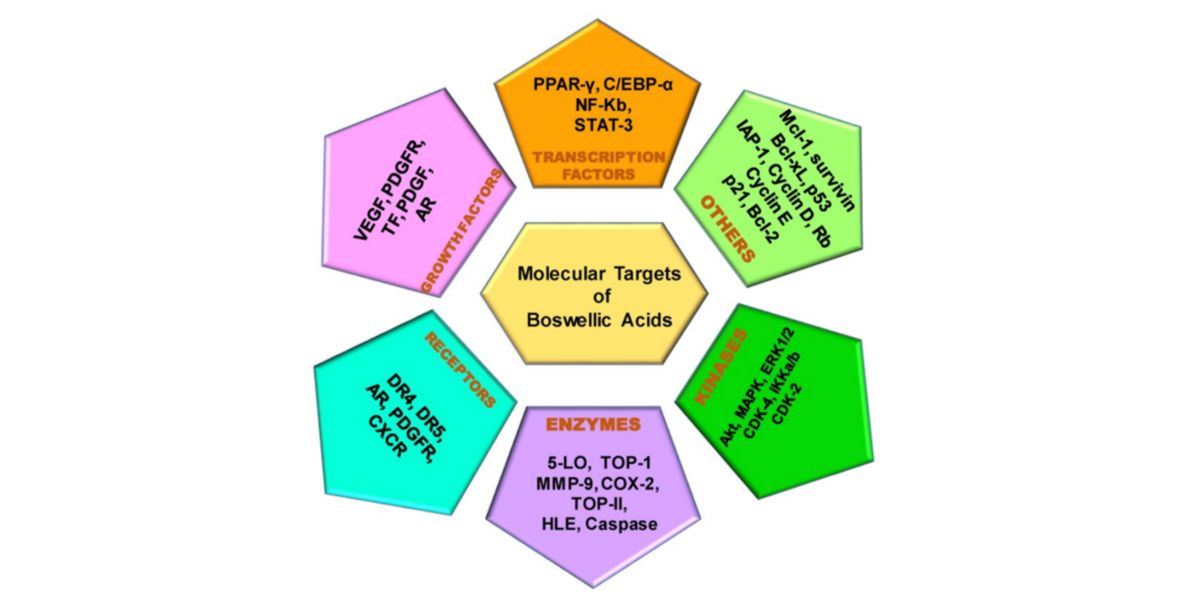 Bersagli dell’azione molecolare