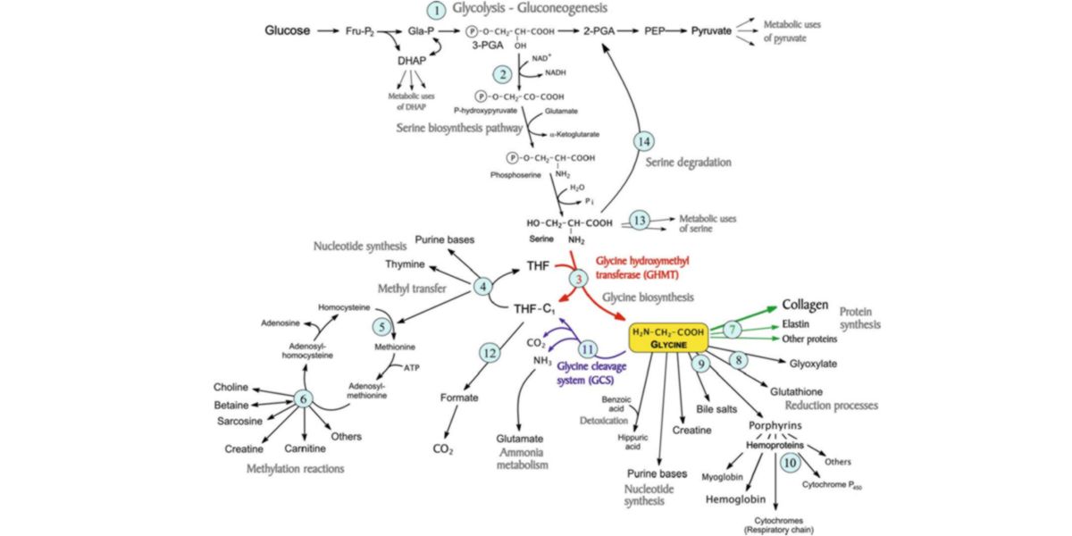 Biometabolismo Biometabolismo
