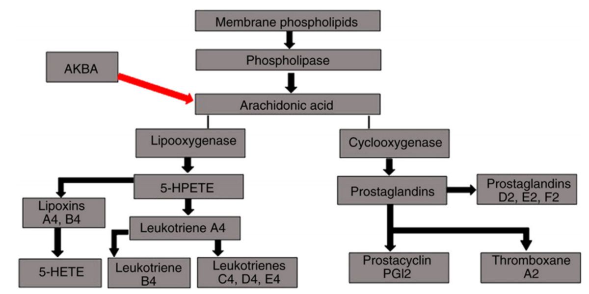 Biosintesi dei leucotrieni 