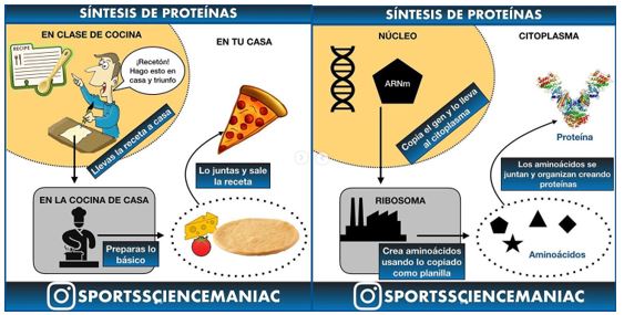 Grafica computerizzata sintesi proteica