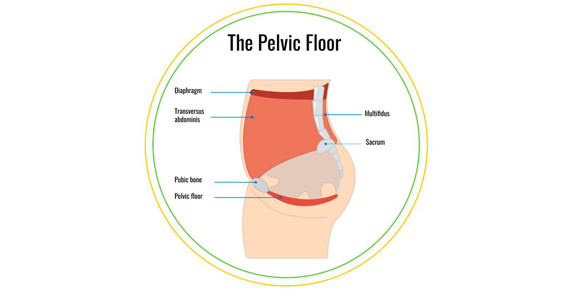 RINFORZANTE PAVIMENTO PELVICO Allenatore Muscolare Pavimento Pelvico Con 355992491595