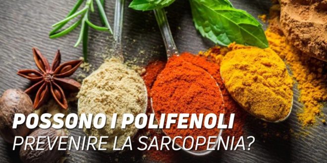 I polifenoli potrebbero prevenire la sarcopenia? I polifenoli potrebbero prevenire la sarcopenia?
