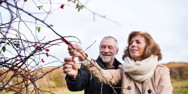 Berberina: cos’è, a cosa serve e quali controindicazioni ha?