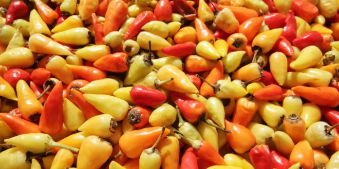 Capsaicina per la perdita di peso e come rimedio al dolore articolare