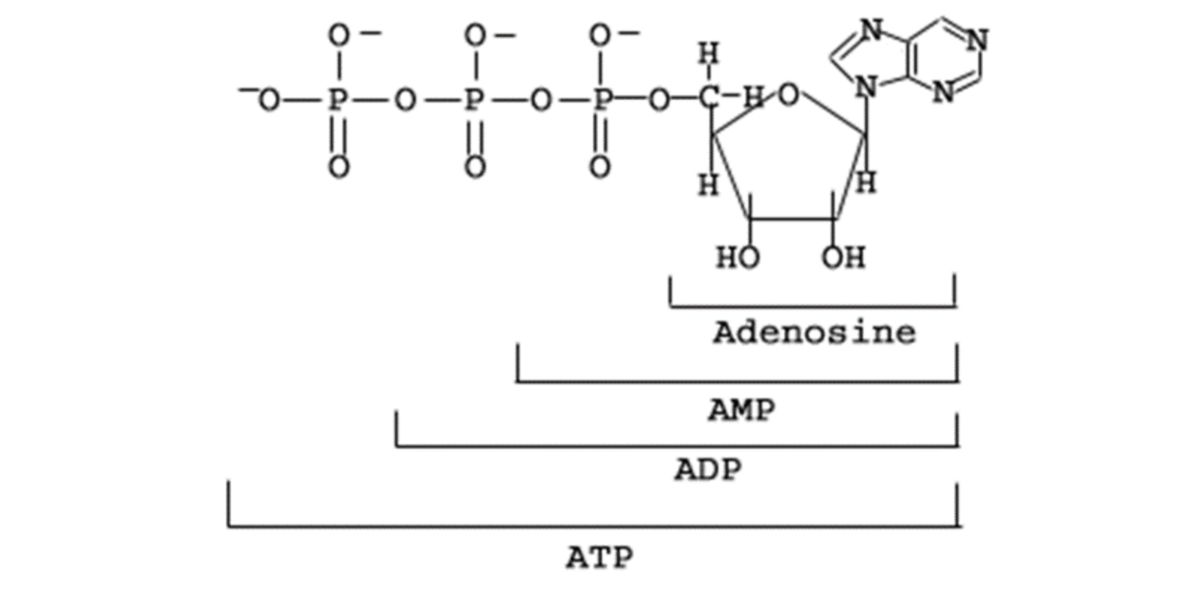Adenosina