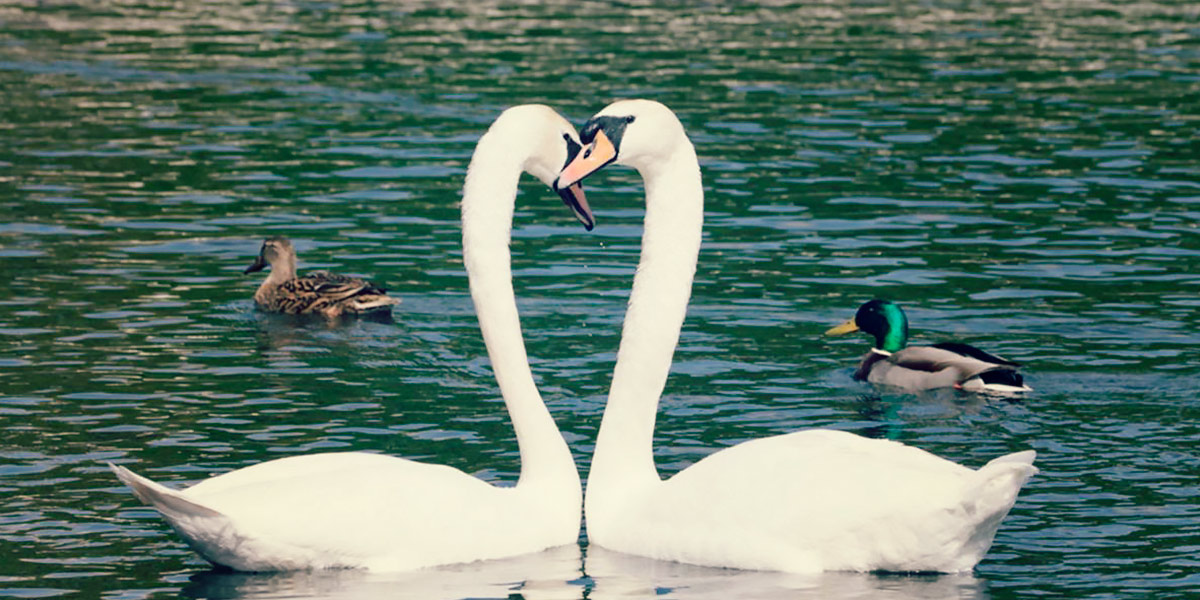 Corteggiamento Corteggiamento