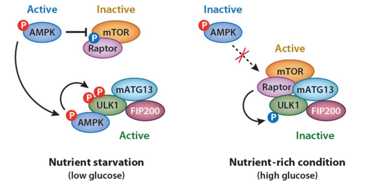 Fosforilazione