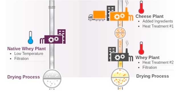 Qul è l’elaborazione della Native Whey Protein?