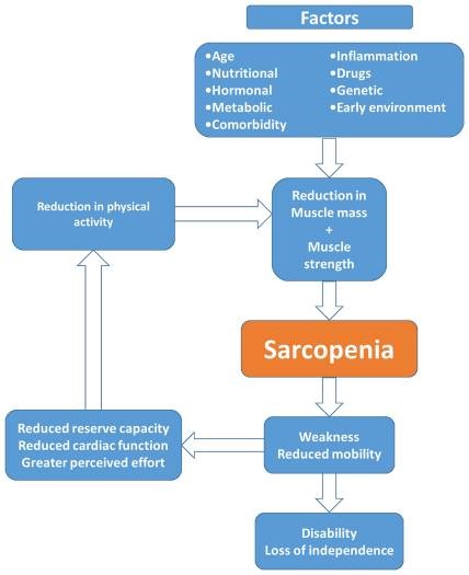 Ciclo di causa/conseguenza della sarcopenia Ciclo di causa/conseguenza della sarcopenia