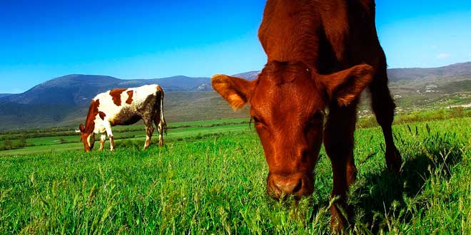 Qual è la materia prima della Native Whey?